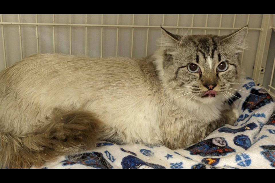 Bellamy the cat was brought to RAPS after a good Samaritan found him tied to a post in a Richmond park.