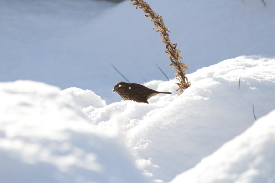 bird-in-snow