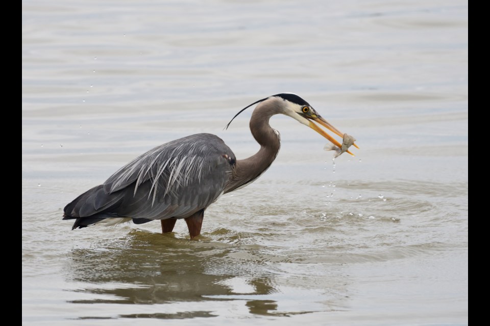 A blue heron fishing in Phoenix Pond.