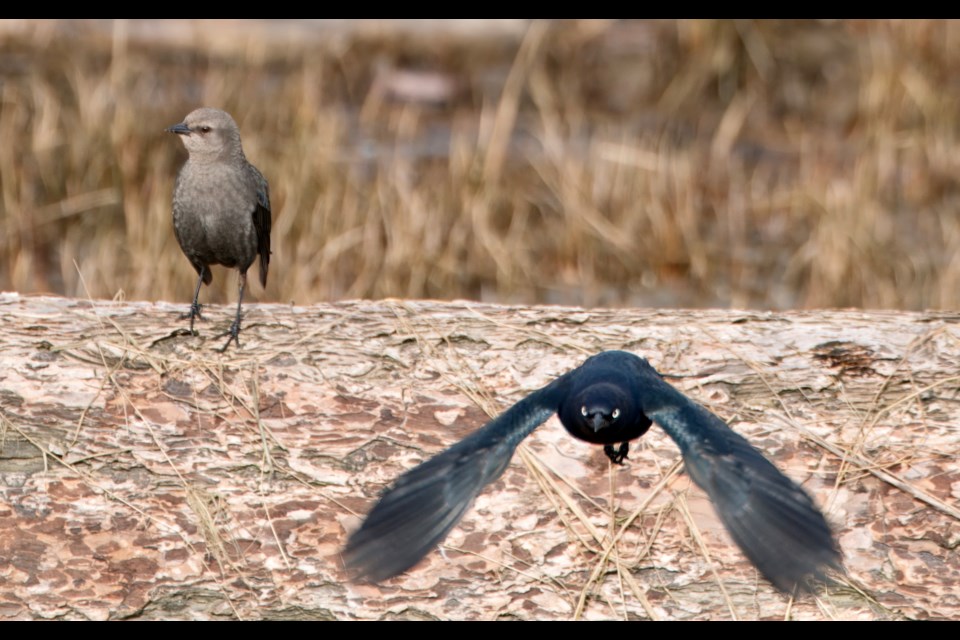 A brewer's black bird in flight at Garry Point Park.