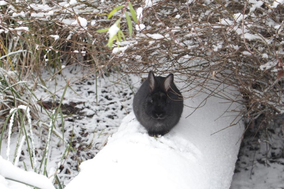 bunny-in-snow-in-richmond