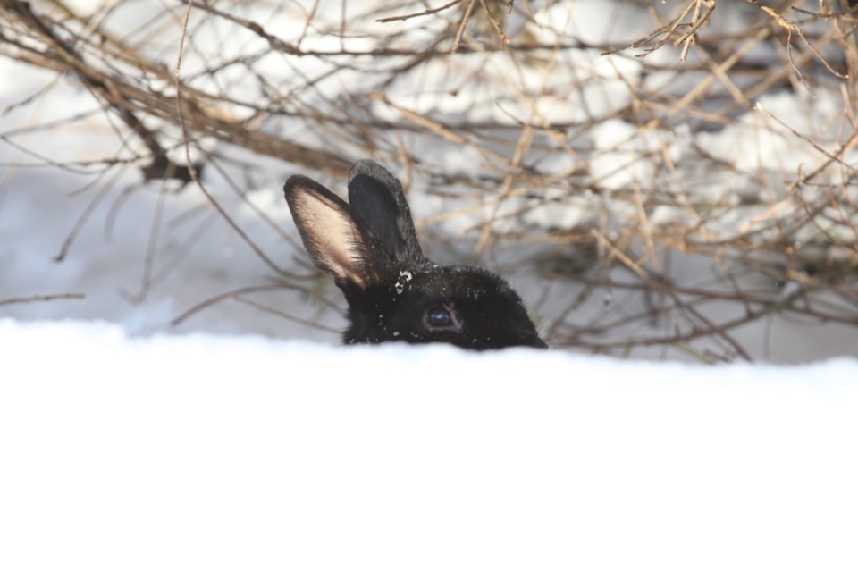 bunny-in-snow