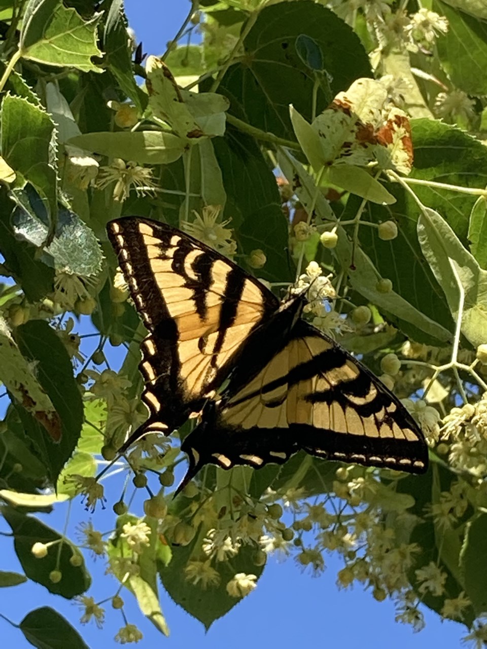 Butterfly in Richmond