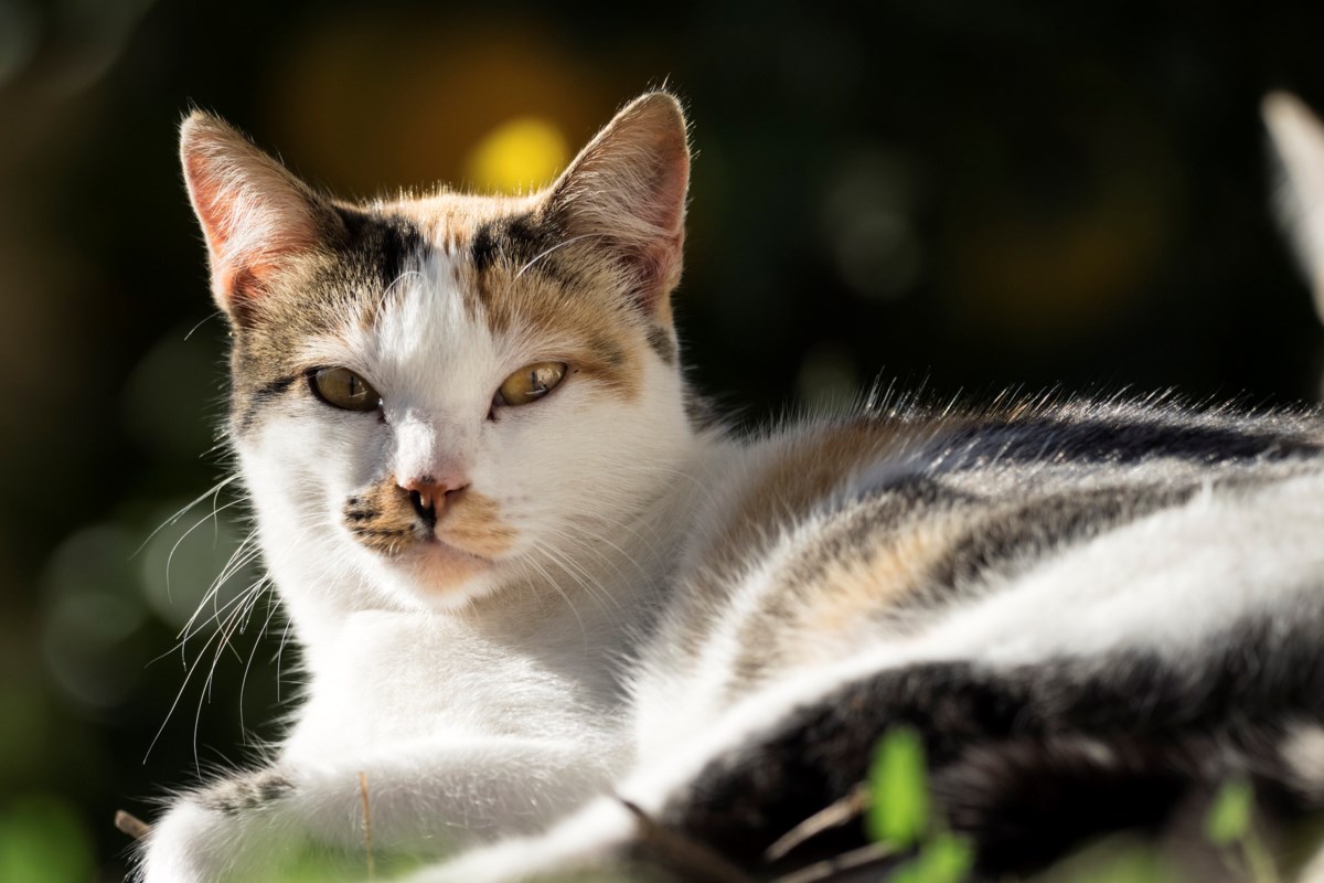 ‘Neighborhood cat rely’ underway in Richmond