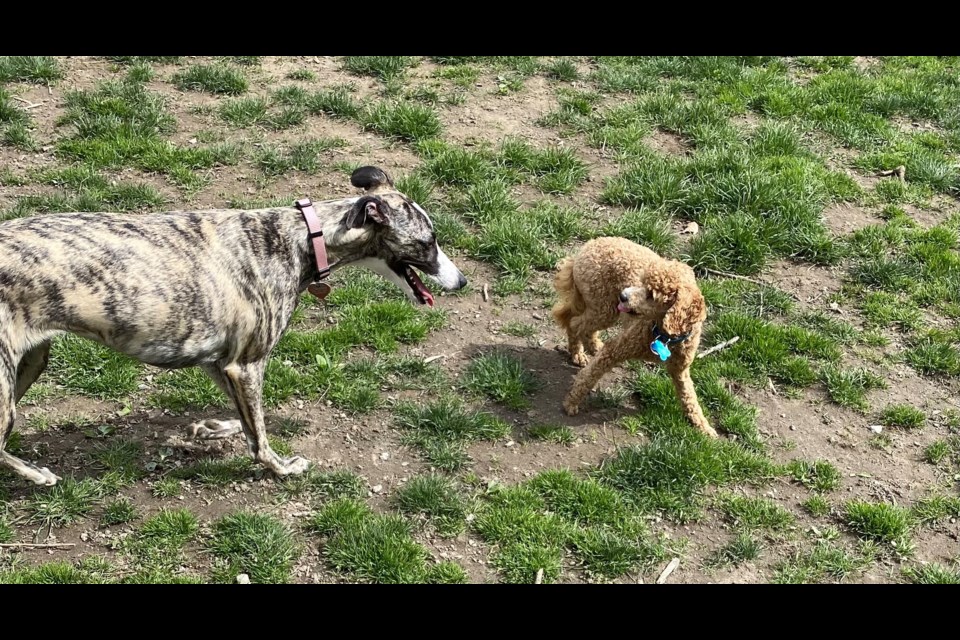 Echo, right, will still display some fear aggression.