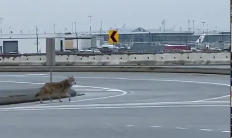 coyote cross the street