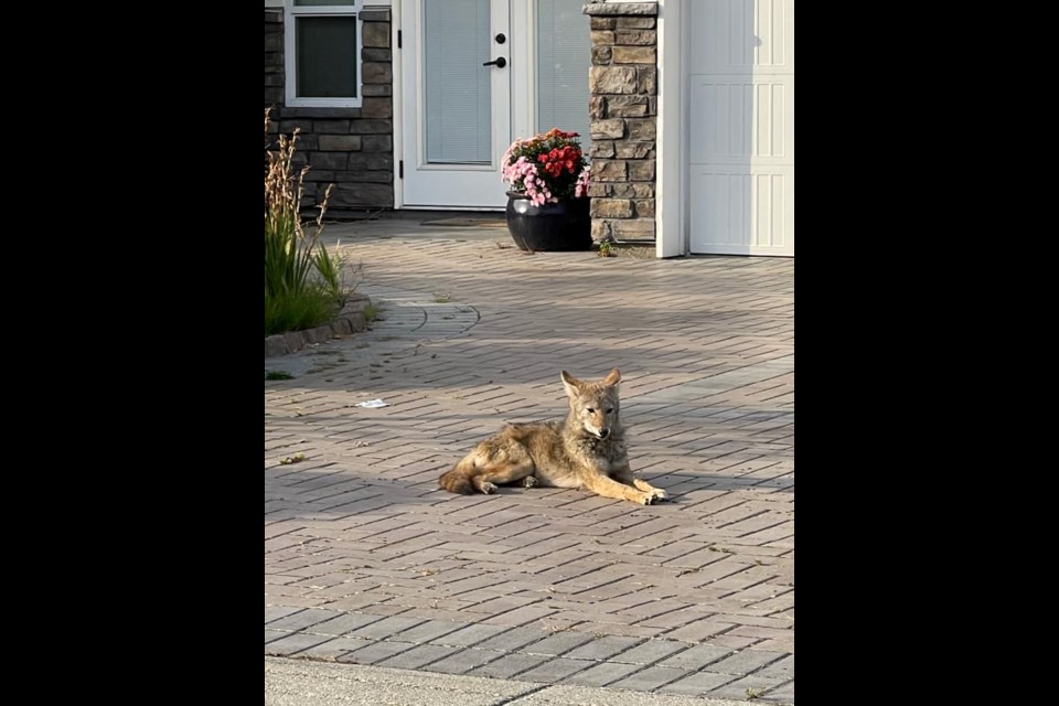 This coyote was spotted recently in the Monds, taking a break in a driveway