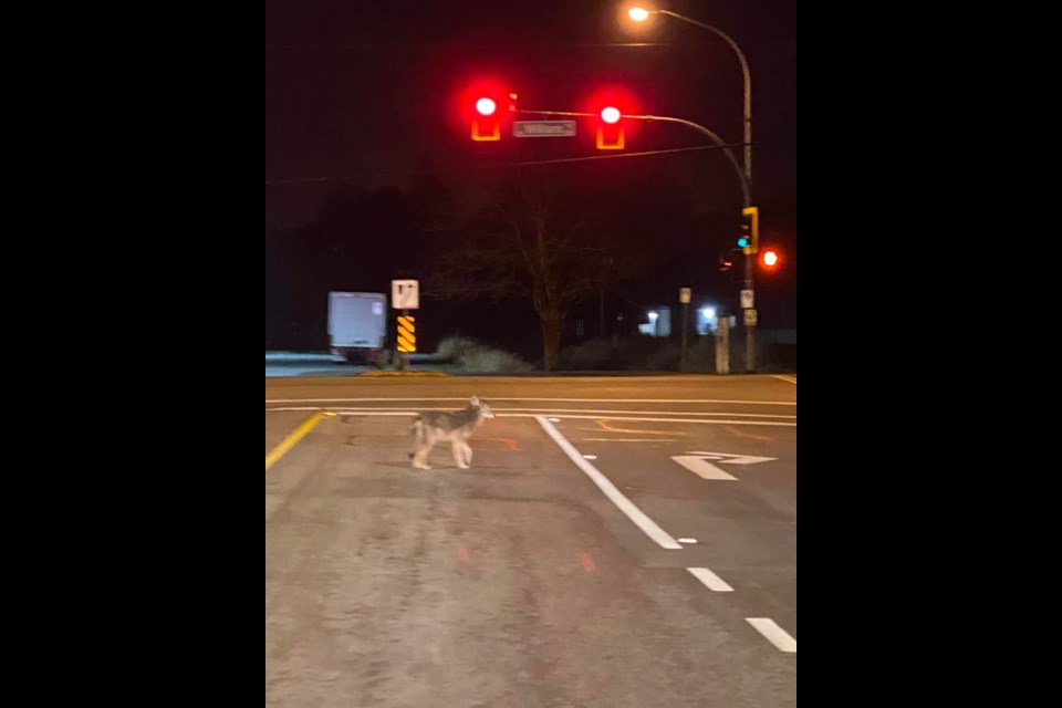 Richmond coyote spotted following traffic lights - Richmond News