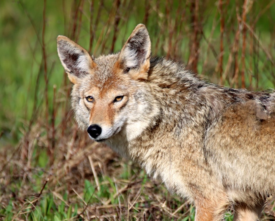 Coyote West Dyke