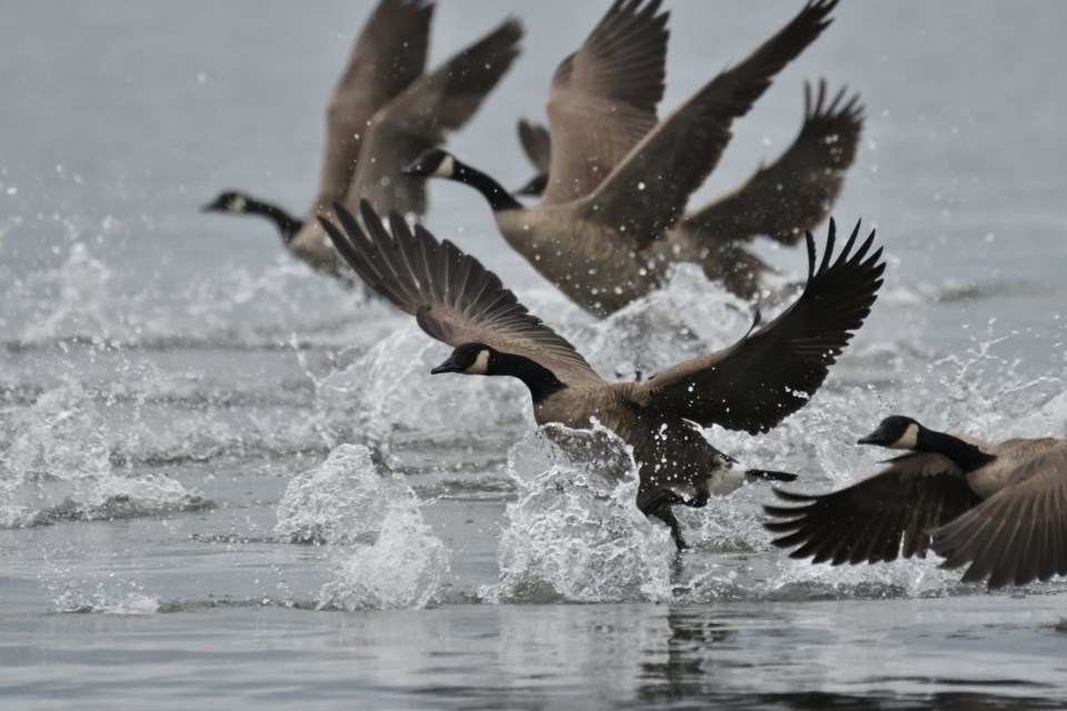 Canada slowest to share bird flu data, study finds