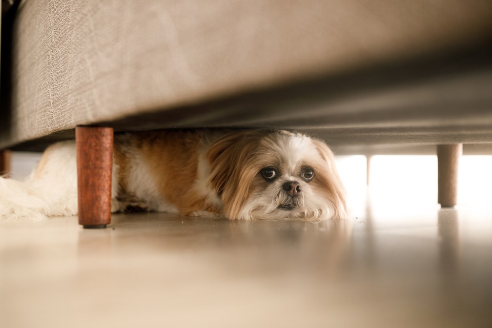 dog-hiding