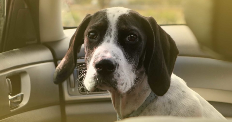 Dog in car