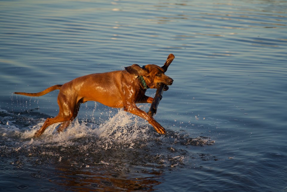 dog-playing-in-the-water-mcdonald-beach-gmr