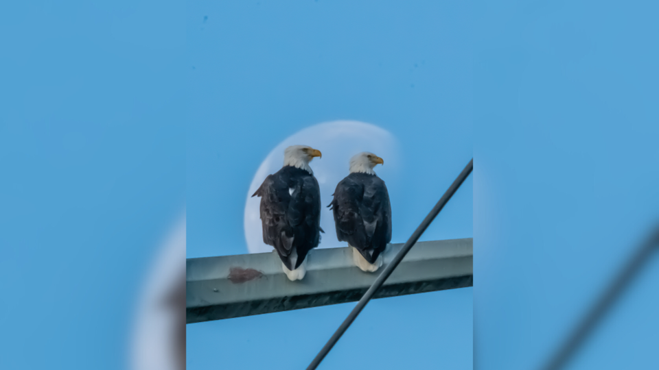 eagles-and-moon-woodward-slough-richard-topping-2