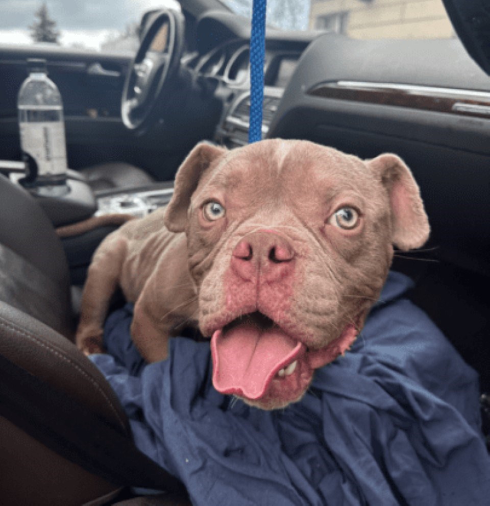 emaciated-dog-spca