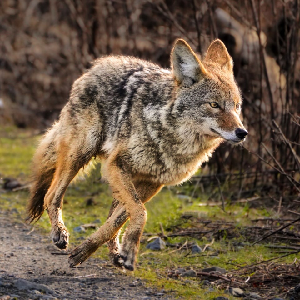 fast-coyote