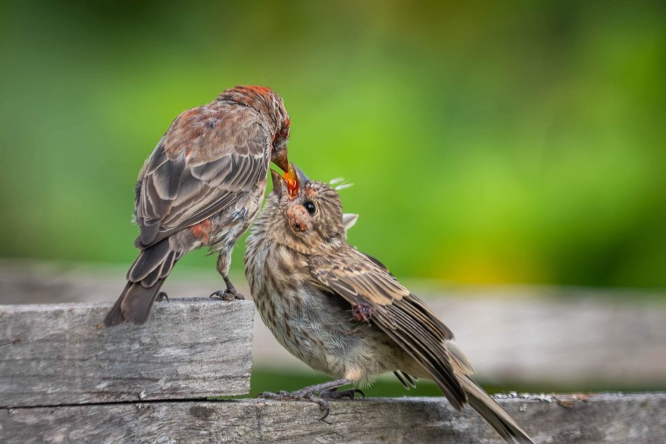 House finches having a meal at Terra Nova Community Park.