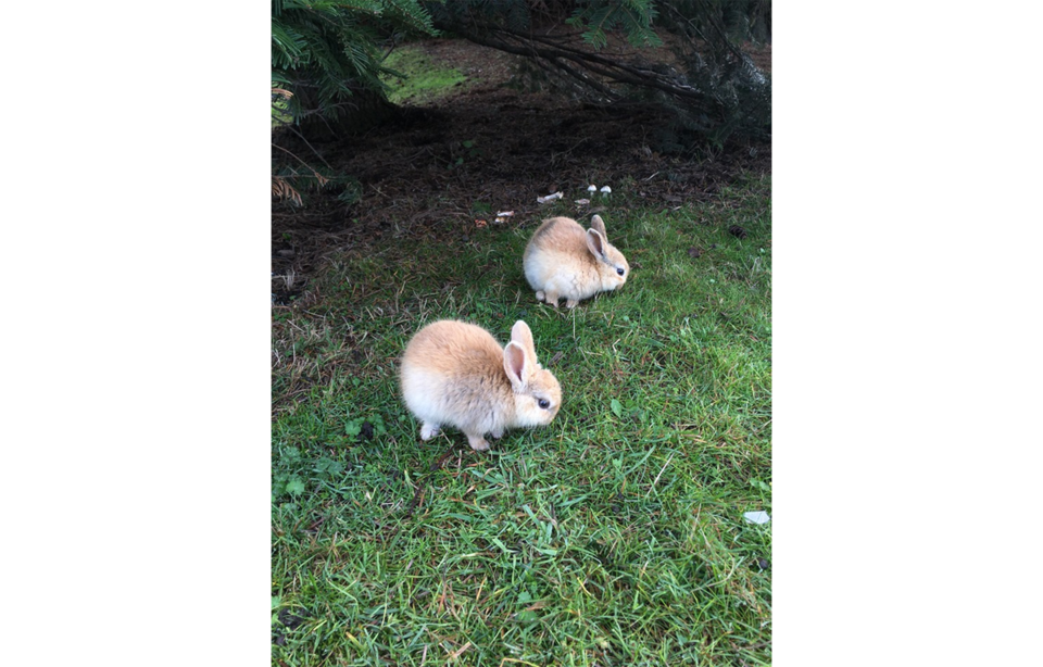 Feral rabbits in Richmond