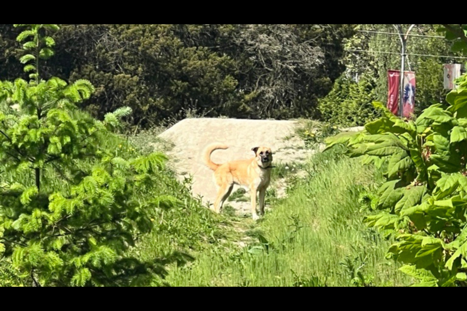 Animal control officers are trying to humanely trap two dogs at large in Garden City Community Park in Richmond.