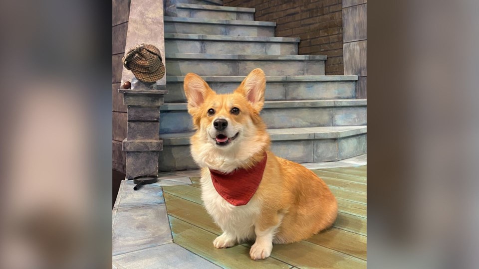 gateway-dog-audition-image