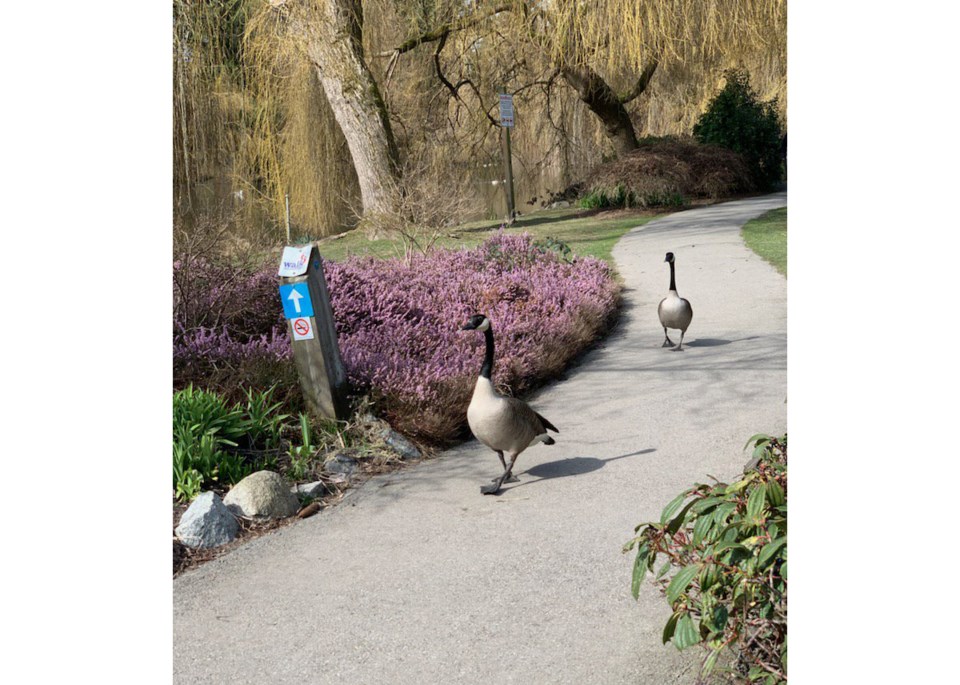 Geese in Steveston