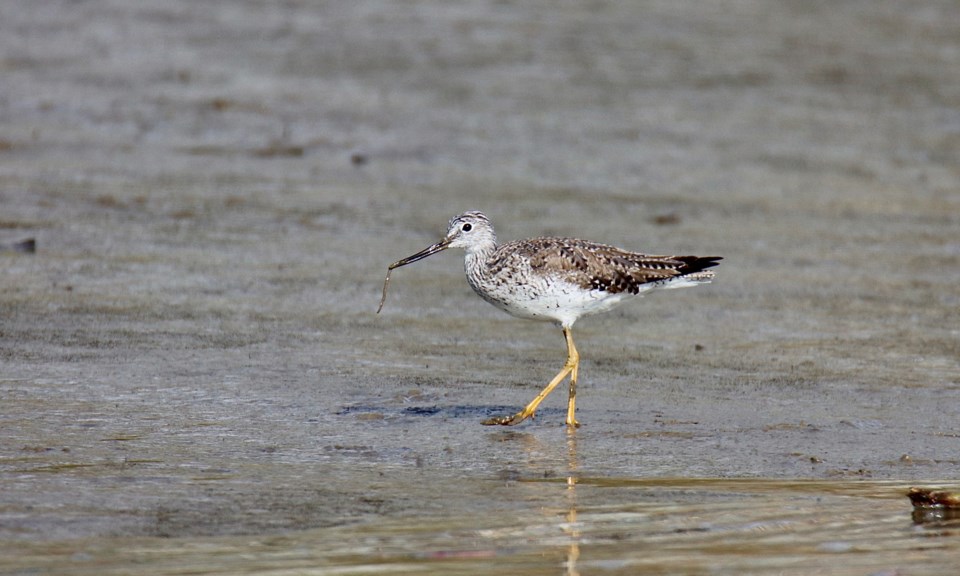geoff-mcdonell-greater-yellowlegs-sandpiper-with-food-london-landing-pier