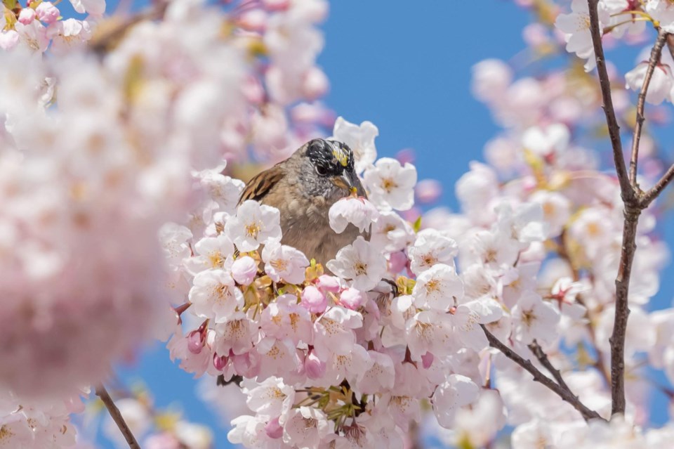golden-crowned-sparrow-1-gmr