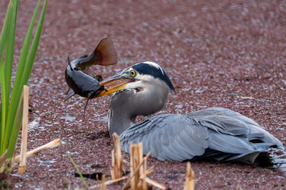 A great blue heron enjoying a hearty lunch in Terra Nova.