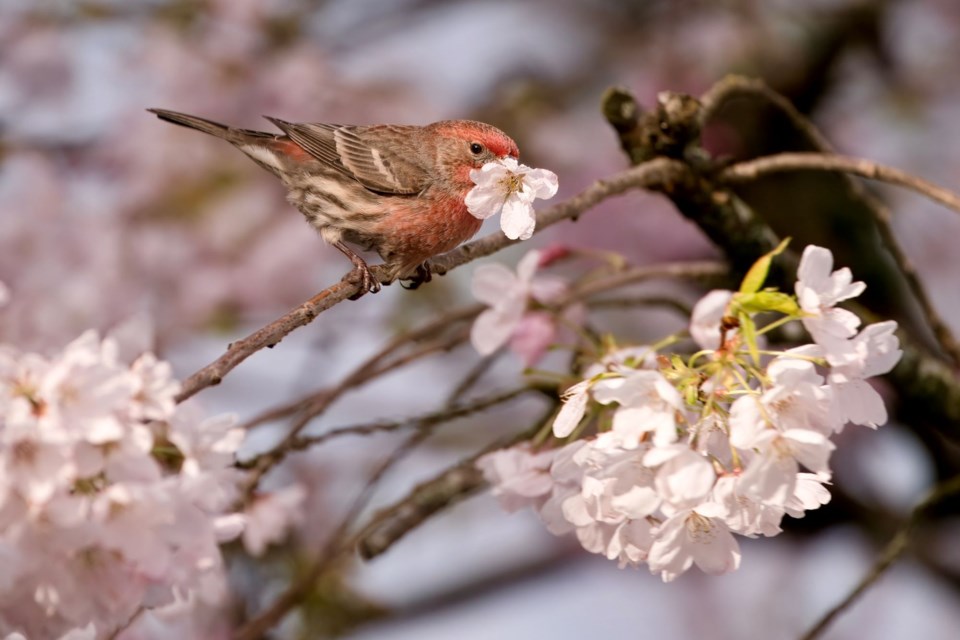 A house finch snacking on a cherry tree.