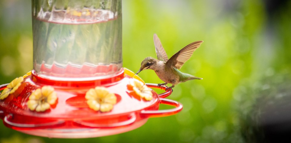 Hummingbird at feeder