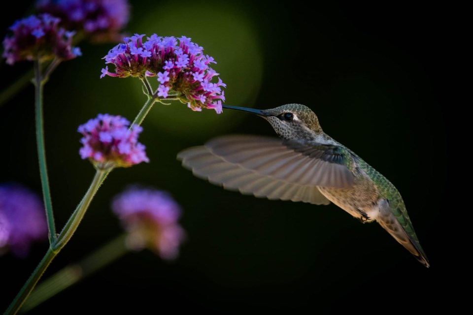 Hummingbird flight