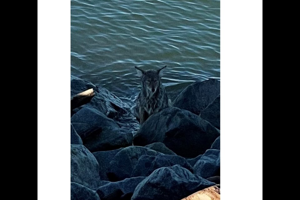 An injured coyote at Richmond's Iona Regional Beach Park