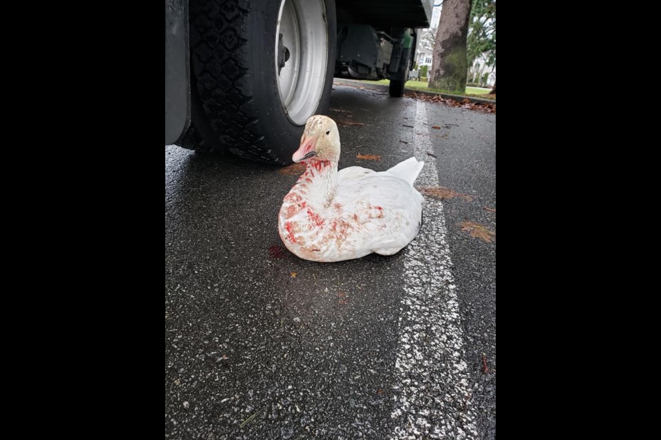An injured snow goose was found next to the South Arm Community Park. Photo submitted. 