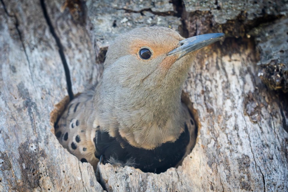 A northern flicker in Britannia Heritage Shipyards.