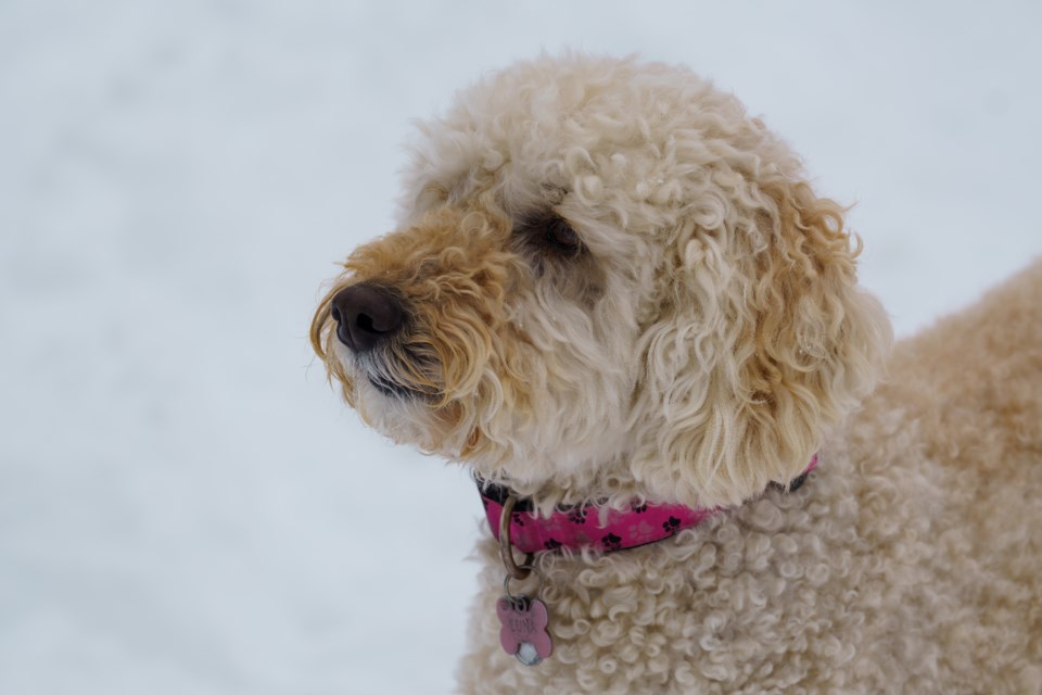 A labradoodle enjoying the snow on the West Dyke Trail.