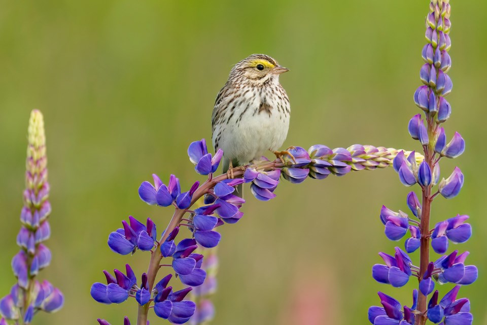 pascale-charland-savannah-sparrow-perched-on-lupin-garry-point-park