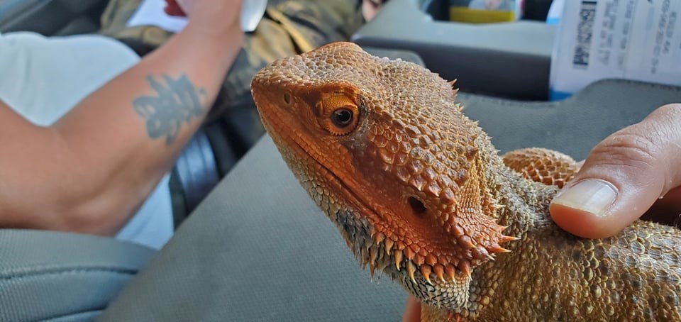 The lizard was resting at Amanda Ramsay's car after being outside for three weeks. 