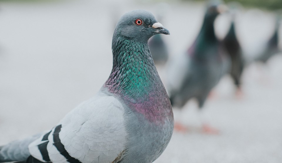 pigeons