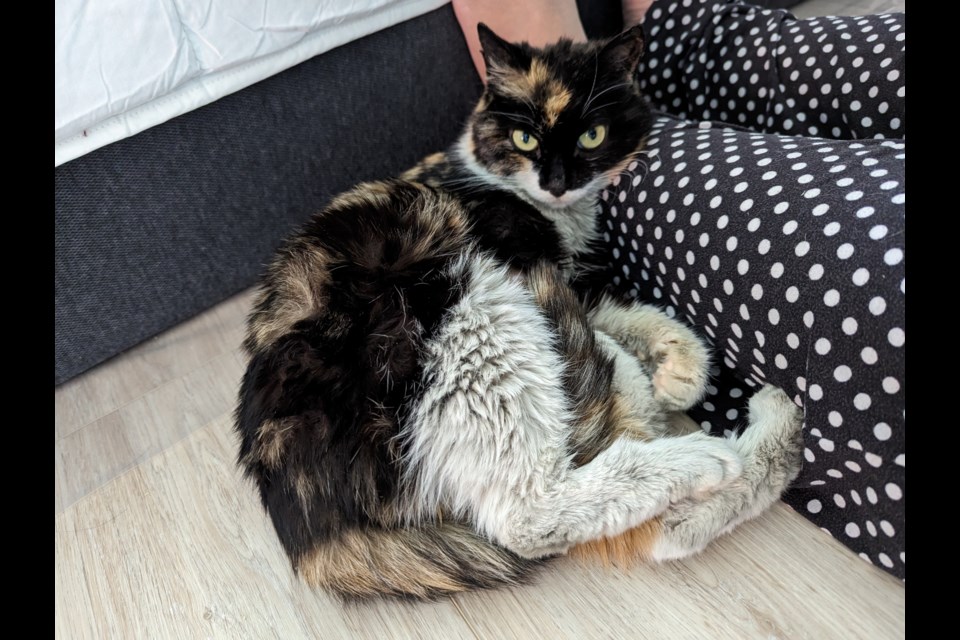 Precious Cargo is now safe and sound in a foster home.
