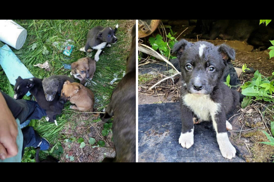 One of the puppies found abandoned next to the highway in Prince Rupert, B.C.