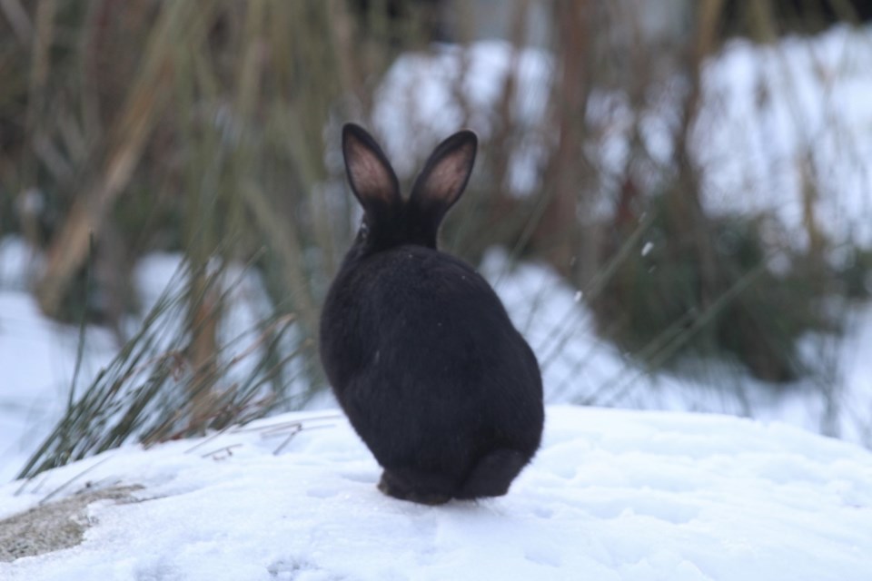 rabbit-in-snow-1
