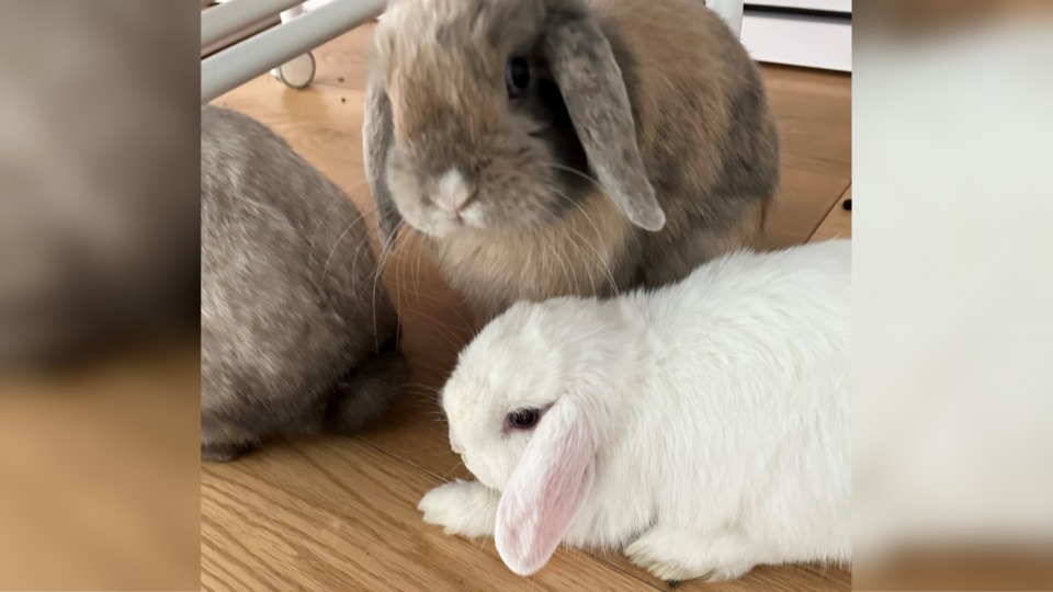 rabbitats-cardero-bunnies