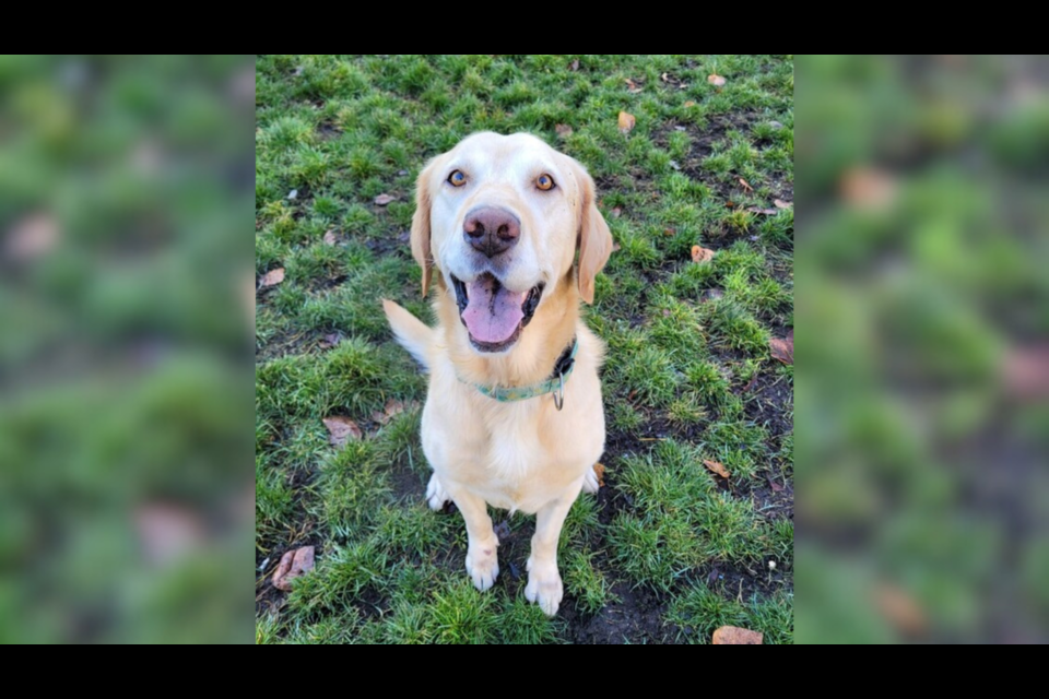 Ralph the Labrador retriever is ready to find an active fur-ever home for a lifetime of adventures.