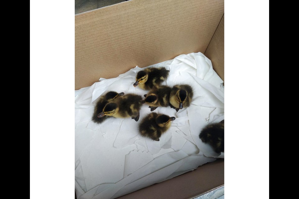 The seven ducklings were rescued from the storm drain by the BC SPCA and City of Richmong staff.