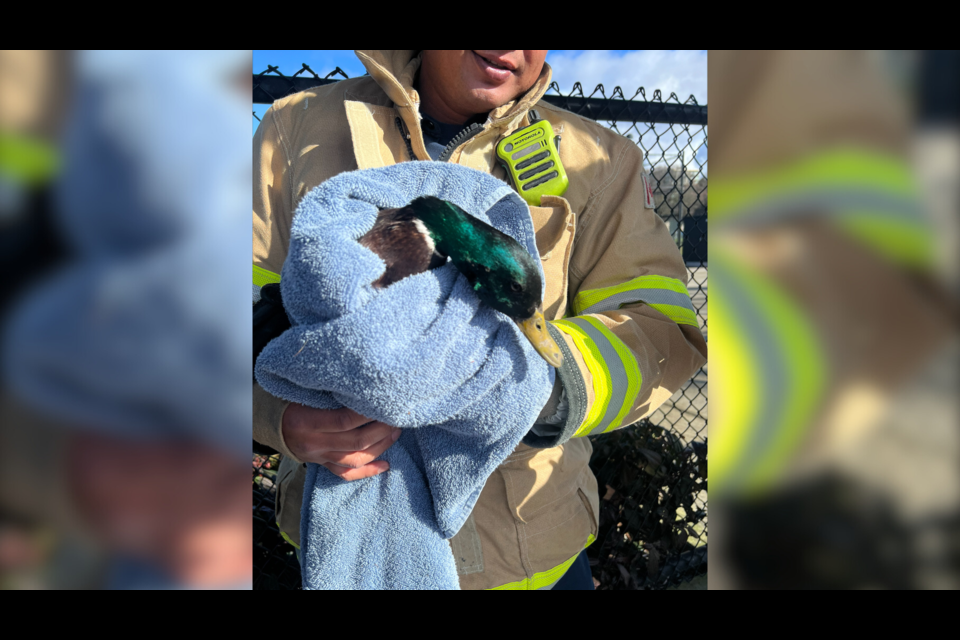 Animal control, firefighters and Parks workers came together to rescue a duck in Minoru Park.