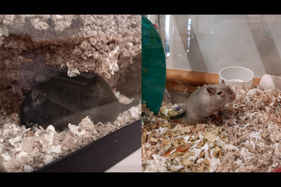 This pair of senior gerbils were found on the side of a Richmond road with no forms of identification.