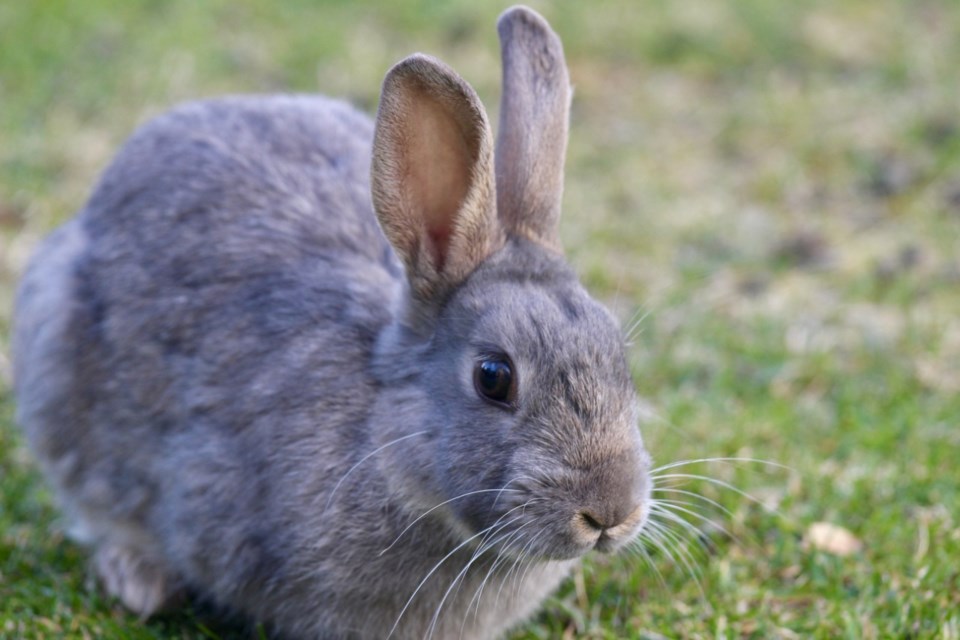 richmond-rabbit