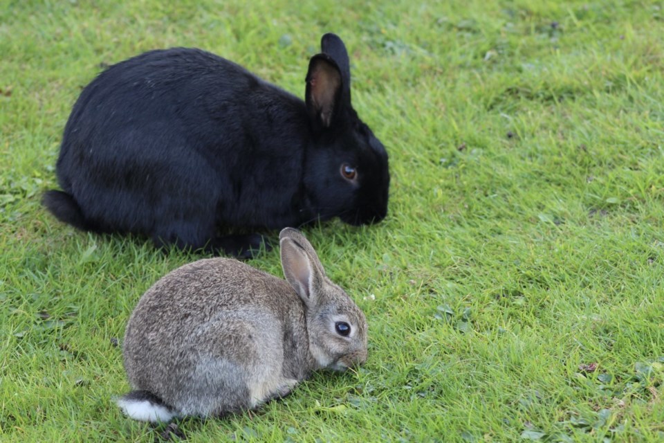 richmond-rabbits