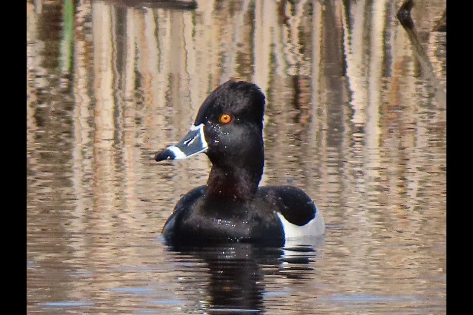 Ring-necked duck at Terra Nova.