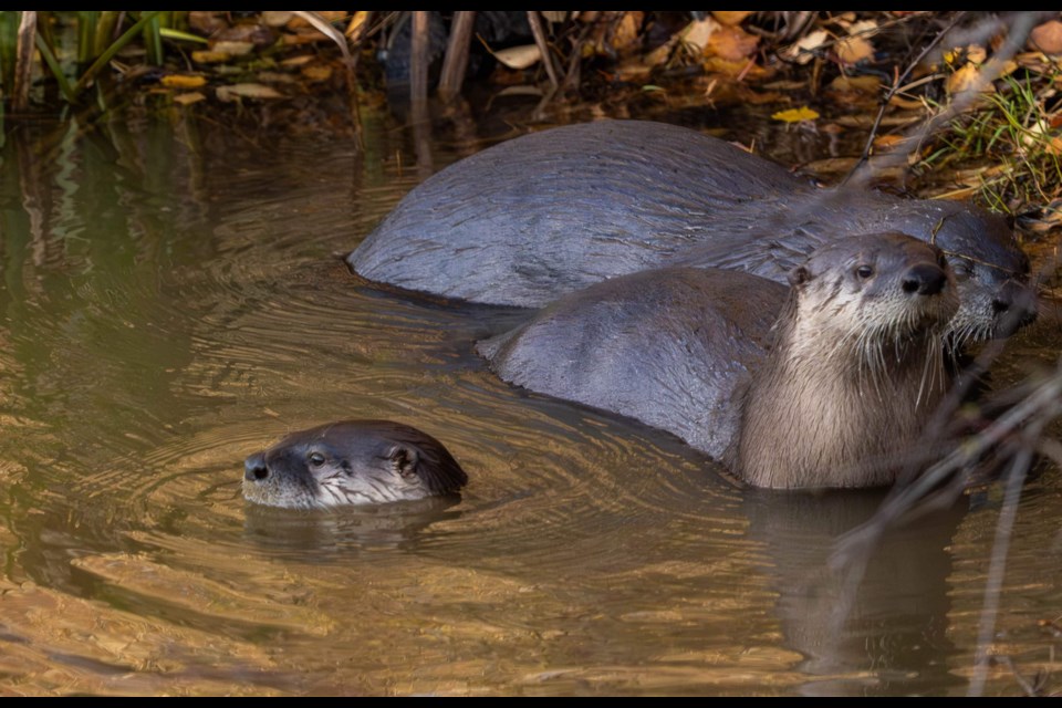 River otters hanging out along the West Dyke Trail.